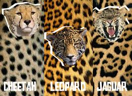 Image result for a leopard!