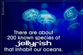 A List Of Popular Types Of Jellyfish With Pictures