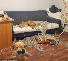 My Labradors Ripped My 500 Sofa To