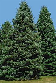 Evergreen Trees During Winter