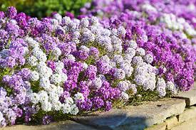 Grow Sweet Alyssum Lobularia Maritima