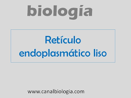 retículo endoplasmático liso biología