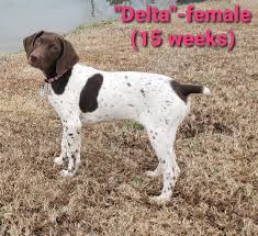 As a family we have owned gsps for several years. German Shorthaired Pointer Puppies