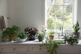 Best Houseplants 9 Indoor Plants For Low Light Gardenista