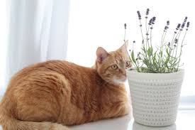 My three cuties like chamomile and sweet basil essential oils, too. Tips For Essential Oils For Your Cat Fonjon Pet Care