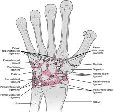 Measurement Of Range Of Motion Of The Wrist And Hand