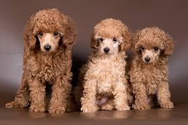 5 facts about miniature poodles