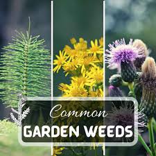 20 most common garden weeds you need to