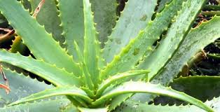 Aloe stammt aus den trockengebieten afrikas und ist pflegeleicht. Aloe Vera