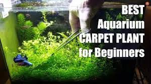 best aquarium carpet plant for