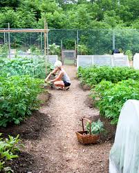 How To Start A Vegetable Garden Part 1