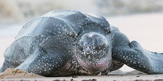 Olive ridley sea turtle on beach. Leatherback Sea Turtle National Wildlife Federation