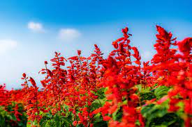 育てやすい赤い花【12選】ガーデニングにおすすめの花を季節ごとに紹介！ | となりのカインズさん