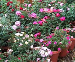Grow Beautiful Rose Garden Within Pots