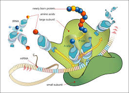 molecular biology fundamentals of