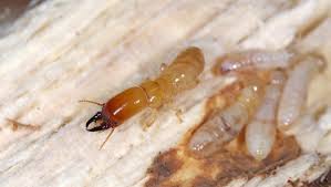 termite control options apple pest