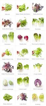 lettuce wowbox fresh salad for your