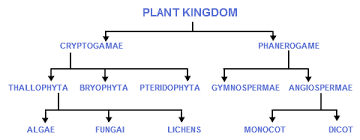 Plant Classification Chart Plant Classification Evolution