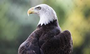 bald eagle smithsonian s national zoo