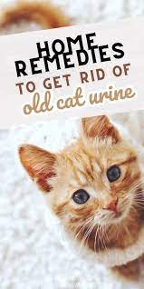 say goodbye to old cat urine odor with