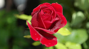 25 free single rose pictures pikwizard