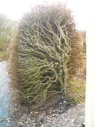 Renovate Overgrown Beech Hedges