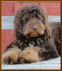 Browse all the puppies for sale charlotte dog club has available. F1english Black Curly Poodle For Sale In Ga Australian Labradoodle Australian Labradoodle Puppies Labradoodle Puppy Labradoodle Puppies For Sale