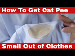 How To Get Cat Smell Out Of Clothes