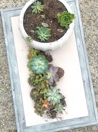 How To Plant Succulents In A Pot The