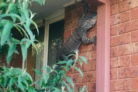 Photo of a Giant Wall-Climbing Lizard in Australia Is Real