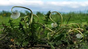 Add salt or vinegar for additional strength. 6 Homemade Herbicides Kill The Weeds Without Killing The Earth