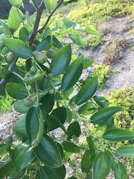 Identifying trees that commonly grow in colorado and the › get more: Fruit Tree Identification Helpfulgardener Com