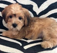 The shih poo, as you may have guessed, is a shih tzu crossed with a miniature poodle. Merlot Silkypoo Love My Puppy Boca Raton