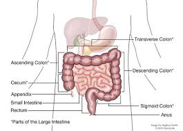 Understanding Your Pathology Report Colon Cancer Oncolink