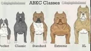 A staffordshire bull terrier is one of the smaller of the recognized bully breeds. American Staffordshire Terrier Vs Pitbull Dogs Breeds Pitbull Terrier Bully Breeds Dogs American Pitbull Terrier