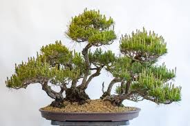 thinning a red pine forest bonsai tonight