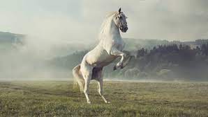 white horse images