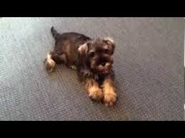 Watch Nina Grow Miniature Schnauzer Puppys Time Lapse Video
