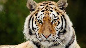 tiger face widescreen wallpapers 20553