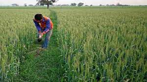 वैज्ञानिकों ने जारी की सलाह: अभी के मौसम में किसान करें यह काम - Kisan  Samadhan