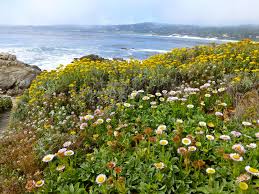flowers of carmel by the sea home