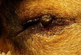 eyelid tumor removal suffolk
