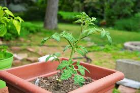 Best Tomatoes For Container Gardening