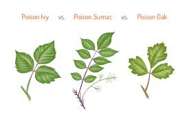 what does poison ivy look like how to