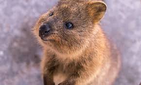 But the quokka's fate is nothing to laugh about. Quokka How To Get The Perfect Quokka Selfie On Rottnest Island
