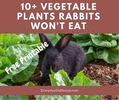 Vegetable Plants Rabbits Won T Eat From