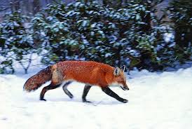 Red Foxes Are Surviving In The Suburbs