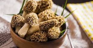 Gucchi: Found in India, This Mushroom Sells For Up To Rs 30000/Kg