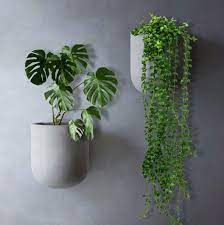 The 5 Best Plants For Wall Planters
