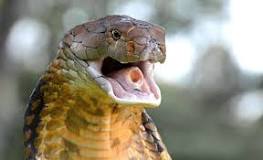 Vilken är den giftigaste ormen i världen?